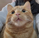 Landlords profile photo