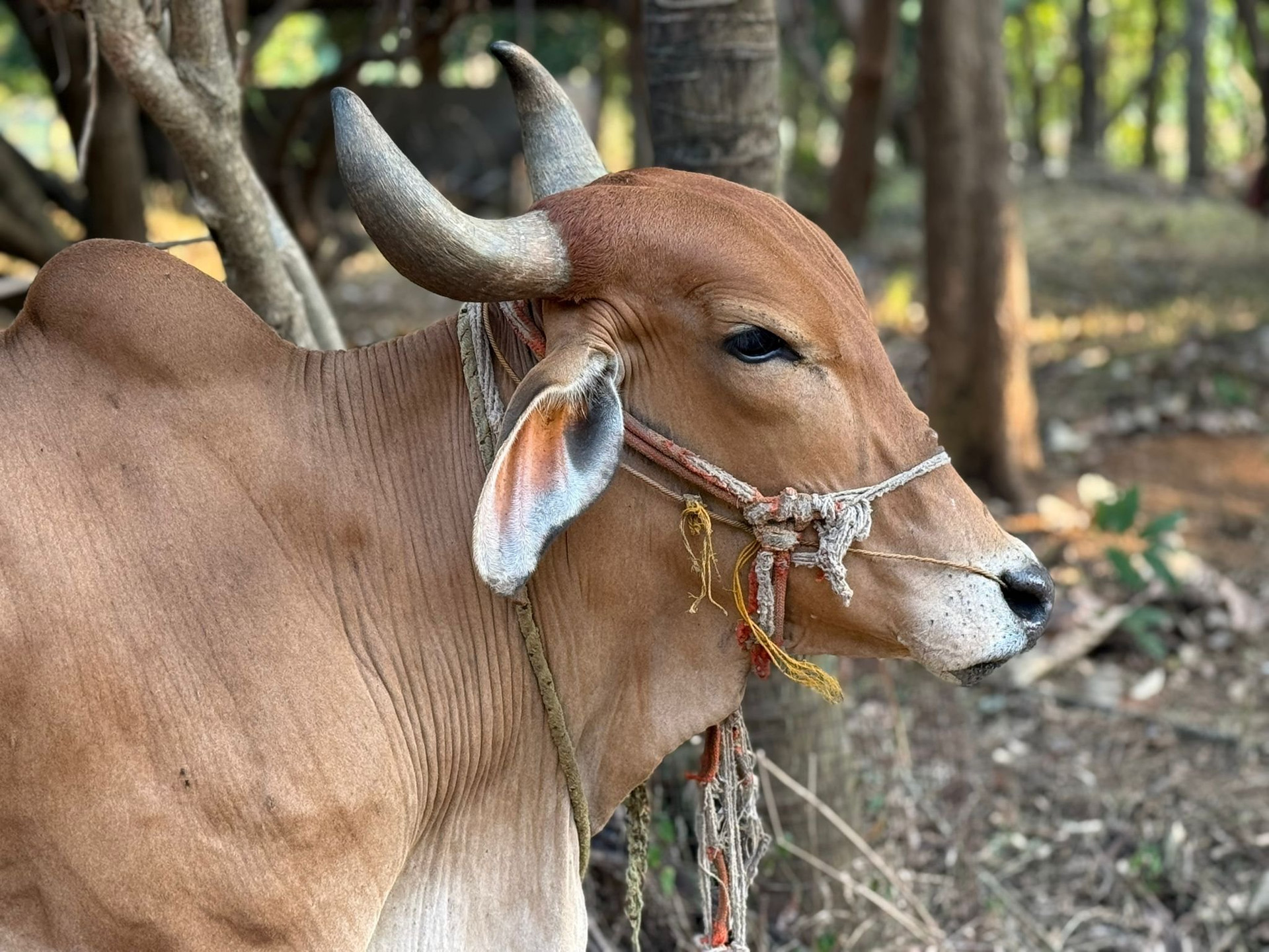 Brown cow near farm trees
