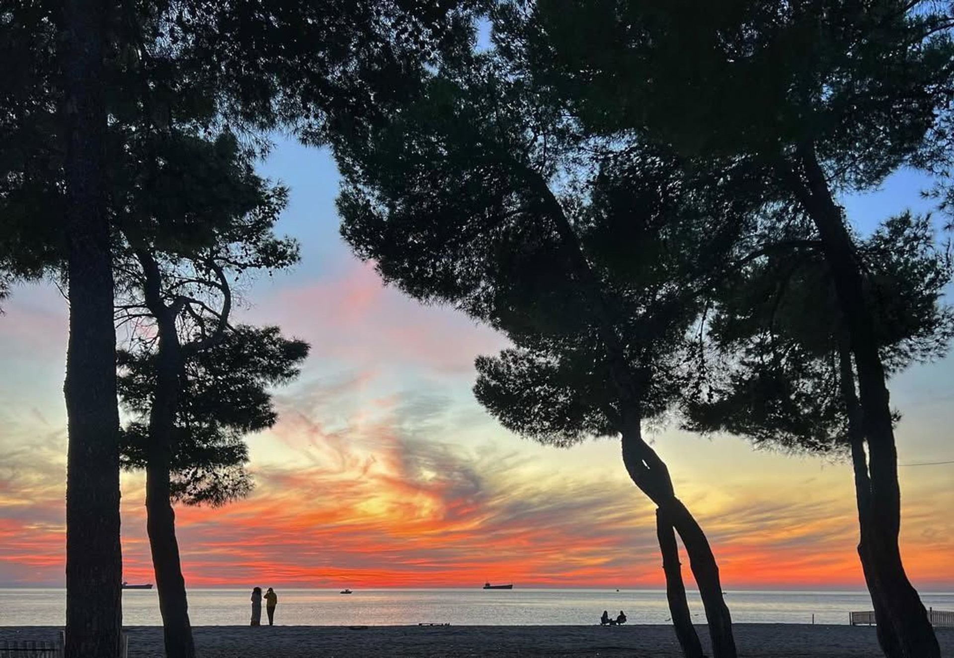 Colorful sunset through pine trees