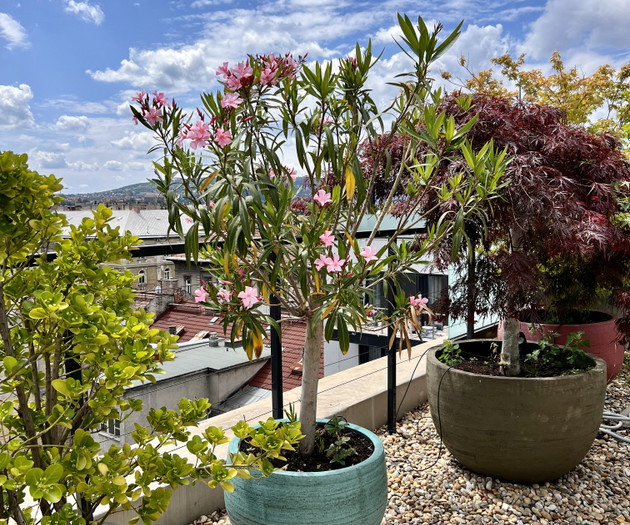 3 Bedroom Penthouse & big Roof top terrace :)