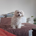 Tenant photo