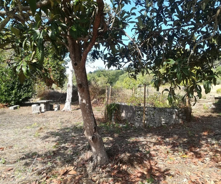 Sintra- Casa da Rocha - Flat Citrus Fruits