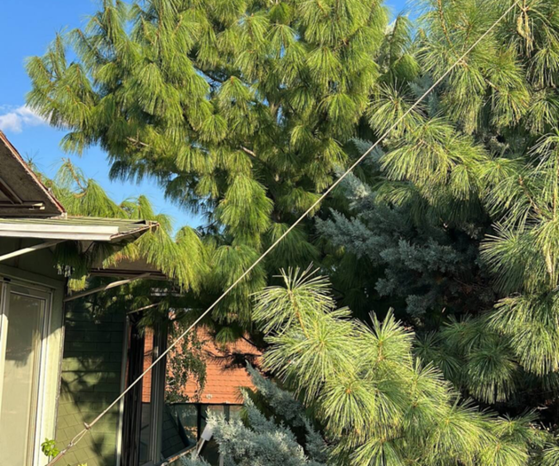 View of trees from balcony