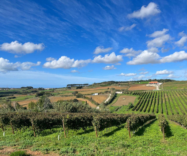 Charming house, nestled within a private vineyard