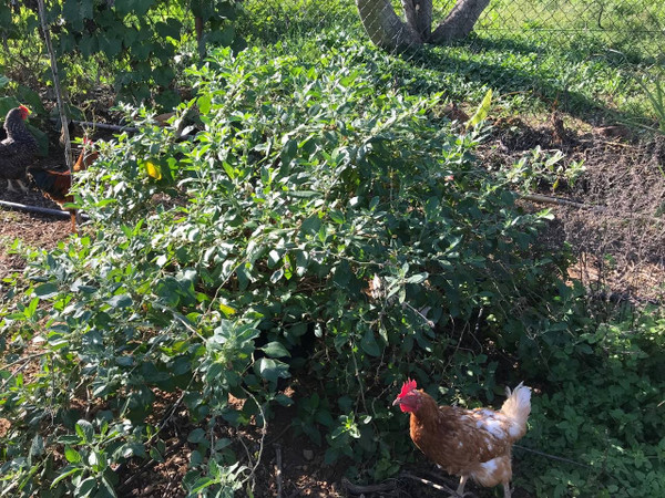 Jardín