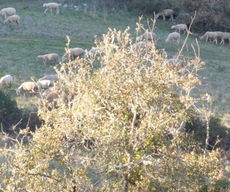 Country house 15 m from Sintra and the sea!