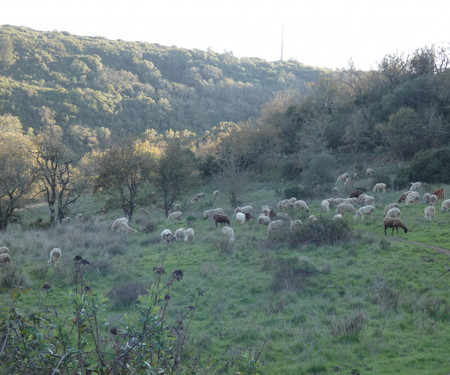 Country house 15 m from Sintra and the sea!