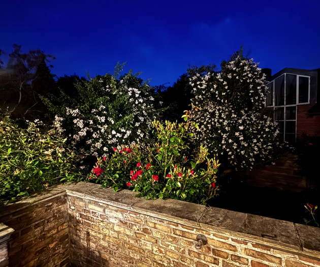 Night garden with flowers