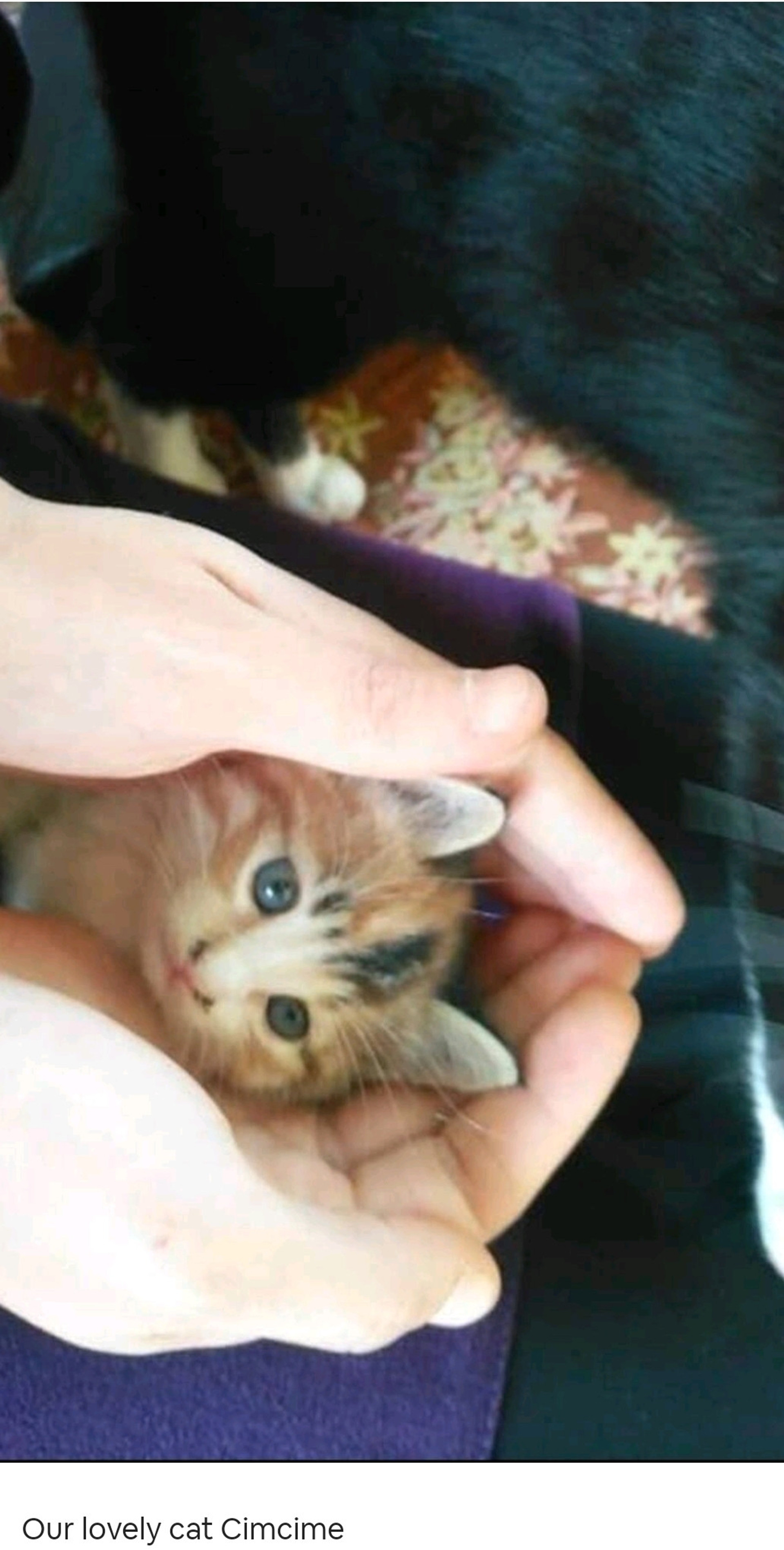 Our lovely cat Cimcime