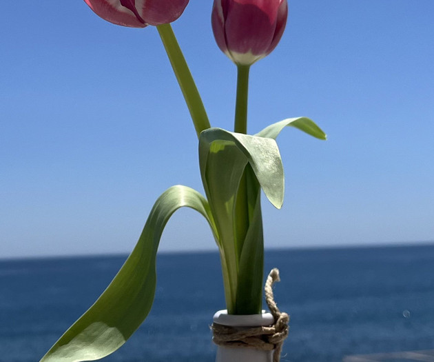 Tulips with sea backdrop