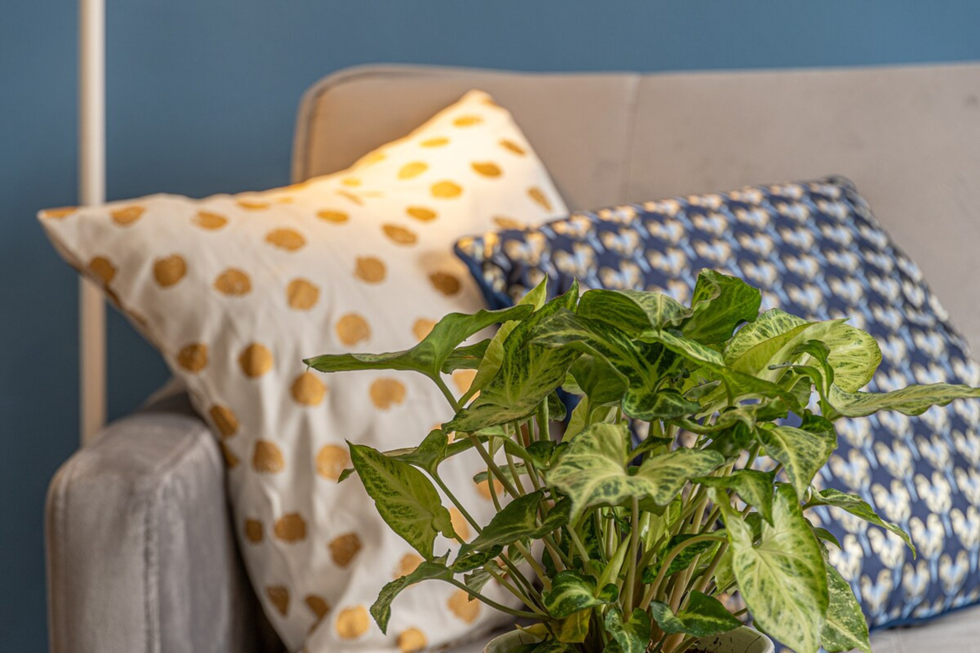Comfortable Sofa and Stylish Decor (lush greenery) - A welcoming space for singles, couples, or business travellers to unwind.