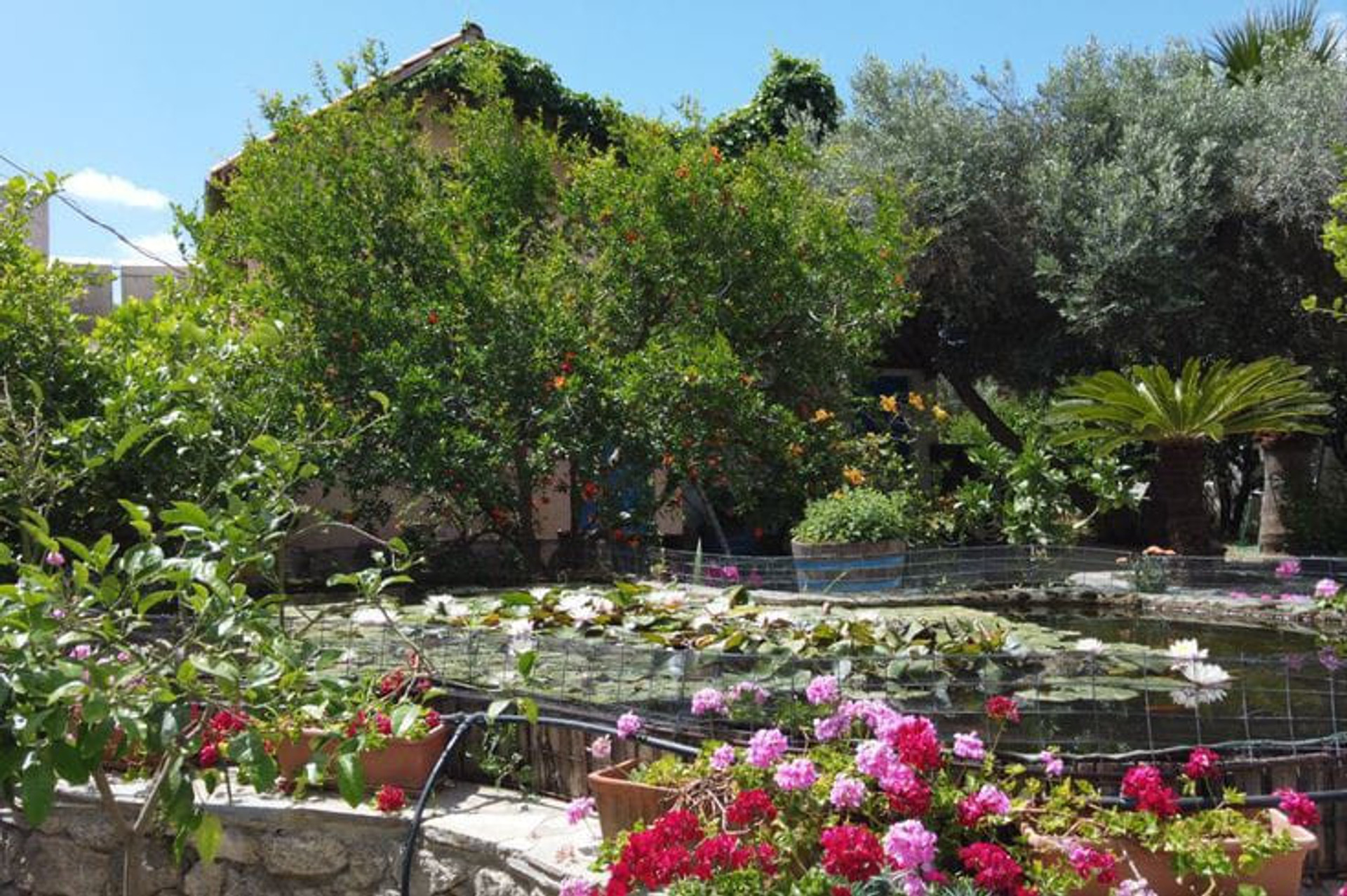 the lake with waterlilies & red fishes