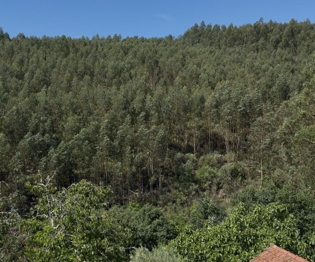 Forest view from window