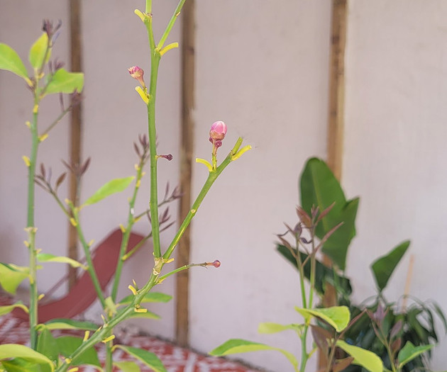 Boutique Garden Nomad Apartment