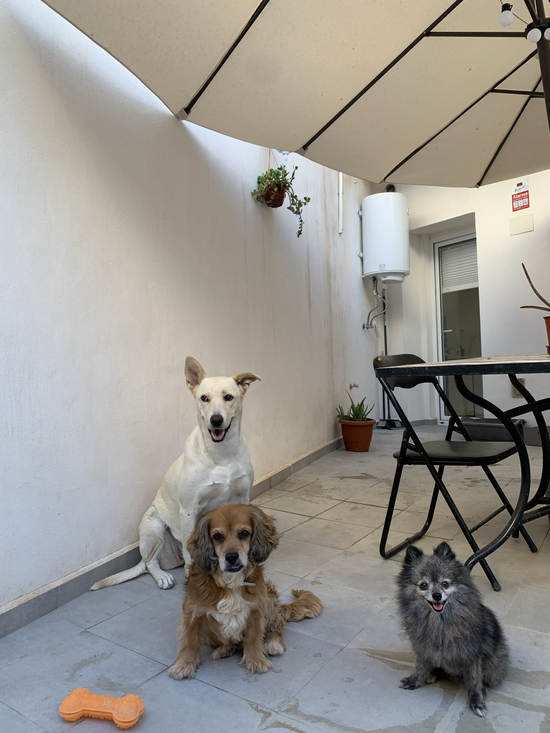 Patio y mascotas de la casa (perras)