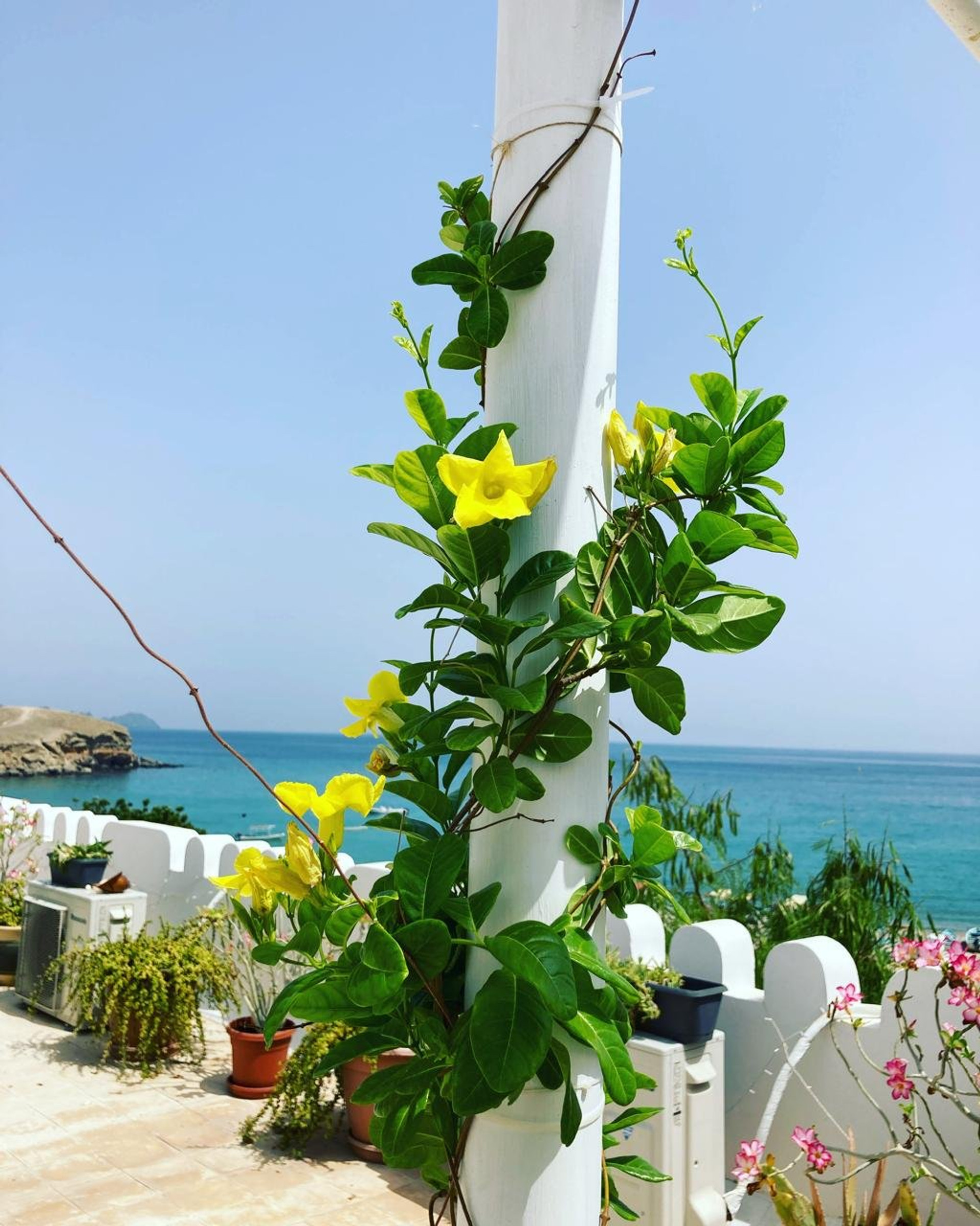 Flowering vines terrace ocean view