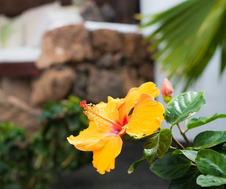 Sunny Garden Apartment in Lanzarote