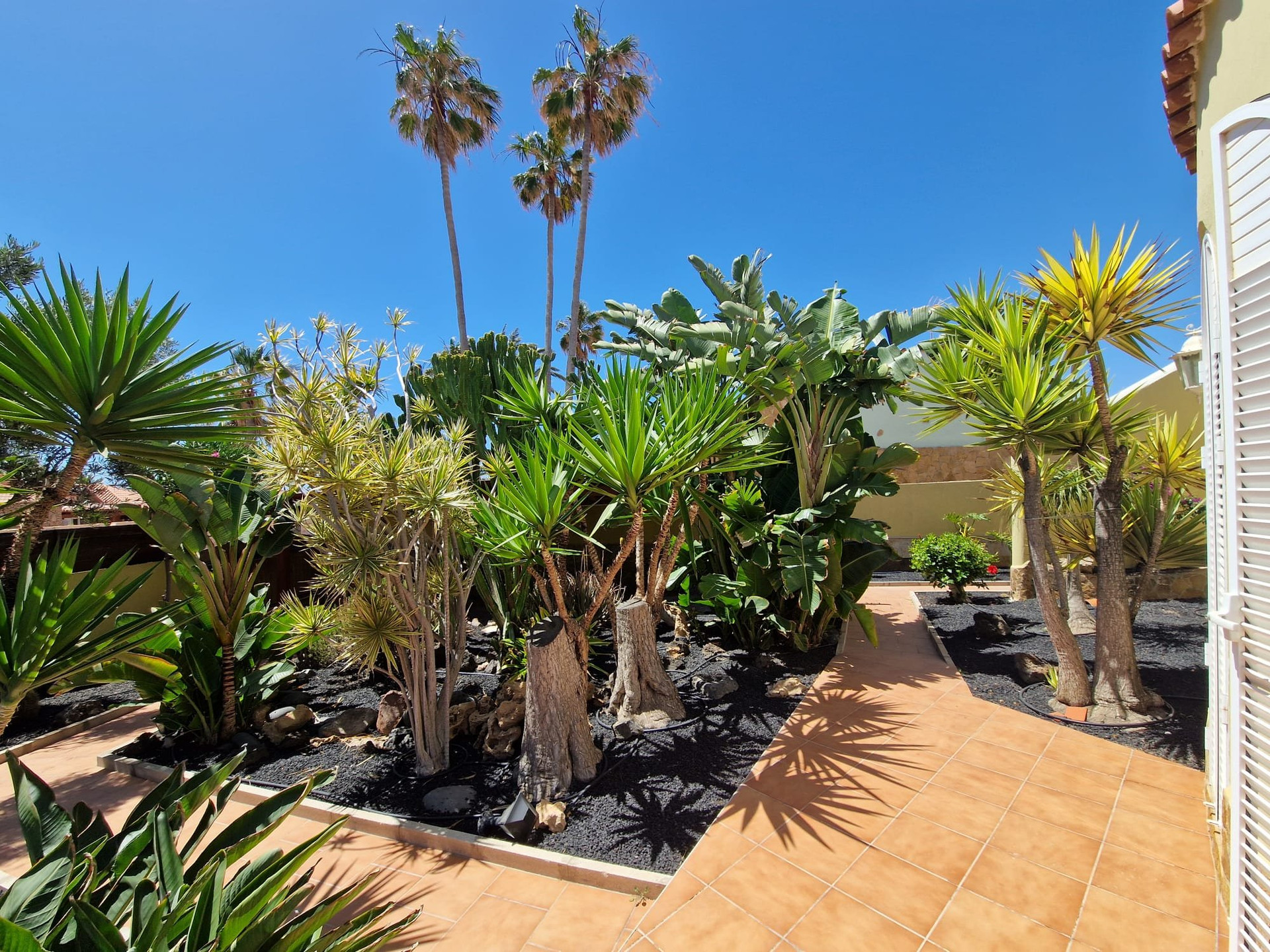 Lush tropical garden with palms
