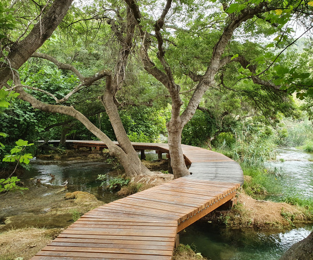 Wooden boardwalk through forest