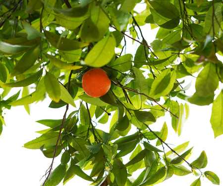 Casa da Laranja