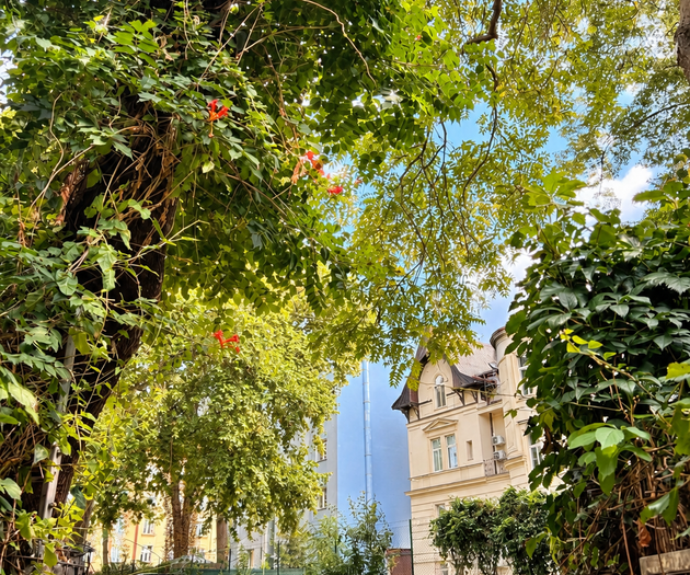 Tree-lined garden pathway