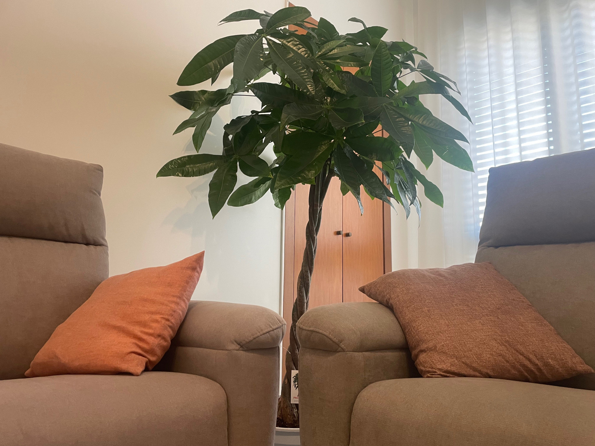 Indoor plant between two sofas