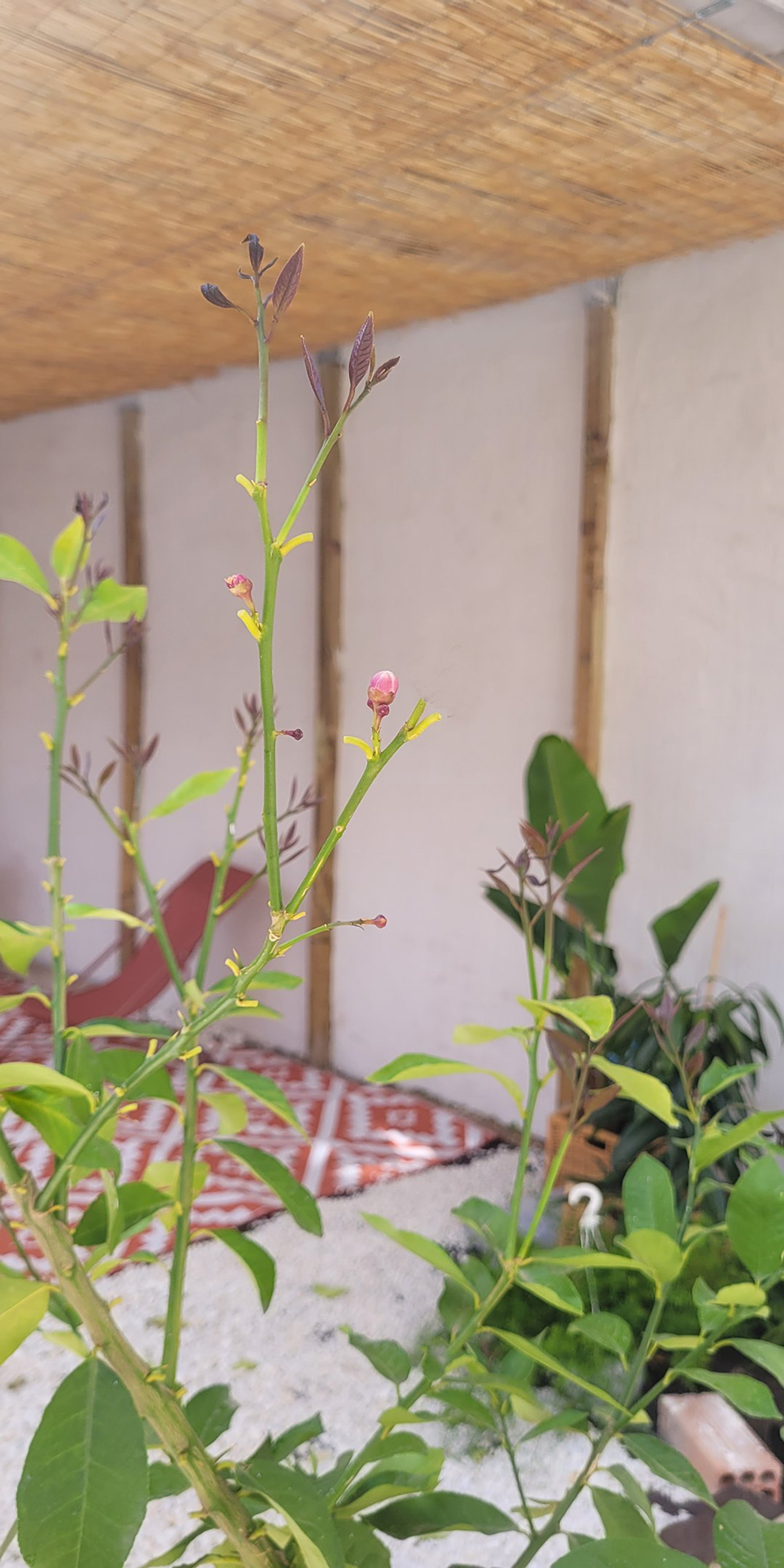 Outdoor patio with plants