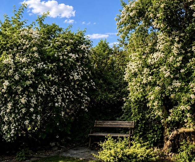 Garden bench among blossoms