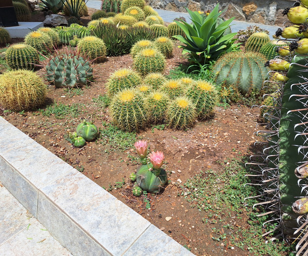 Cactus garden with pink blooms