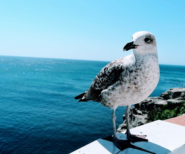Casa do Gato que queria ser Pescador_Peniche