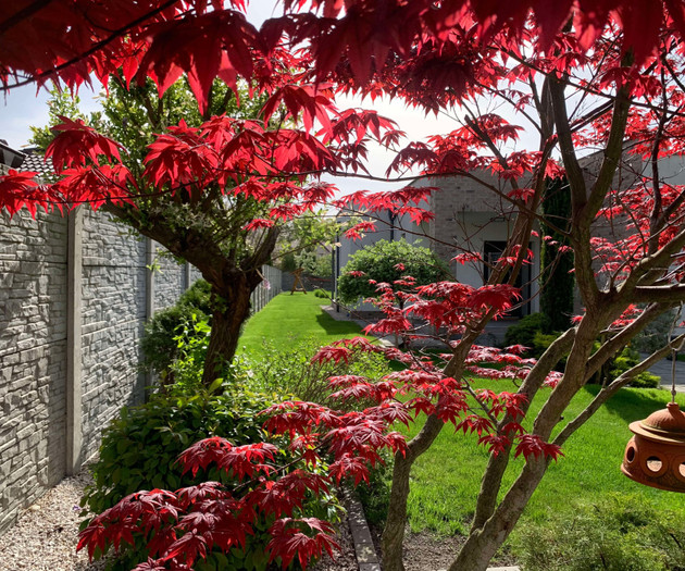 Garden with red maple tree