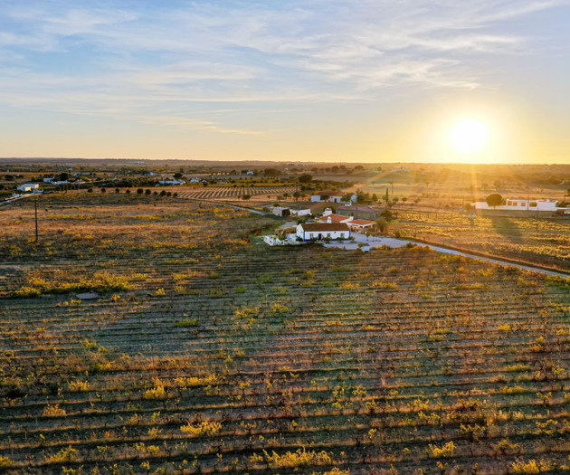 Aerial sunset over vineyards