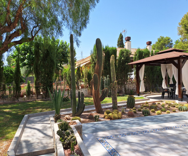 Garden path with tall cacti