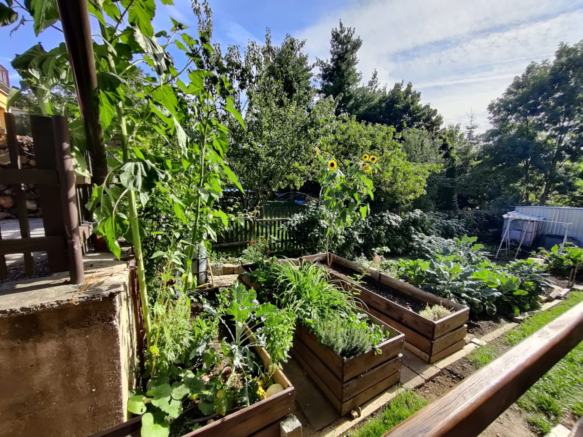 A garden full of veggies. Help yourselves!