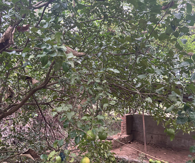 Lemon tree in garden