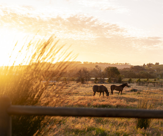 Luxury Farm living in the Cape Winelands