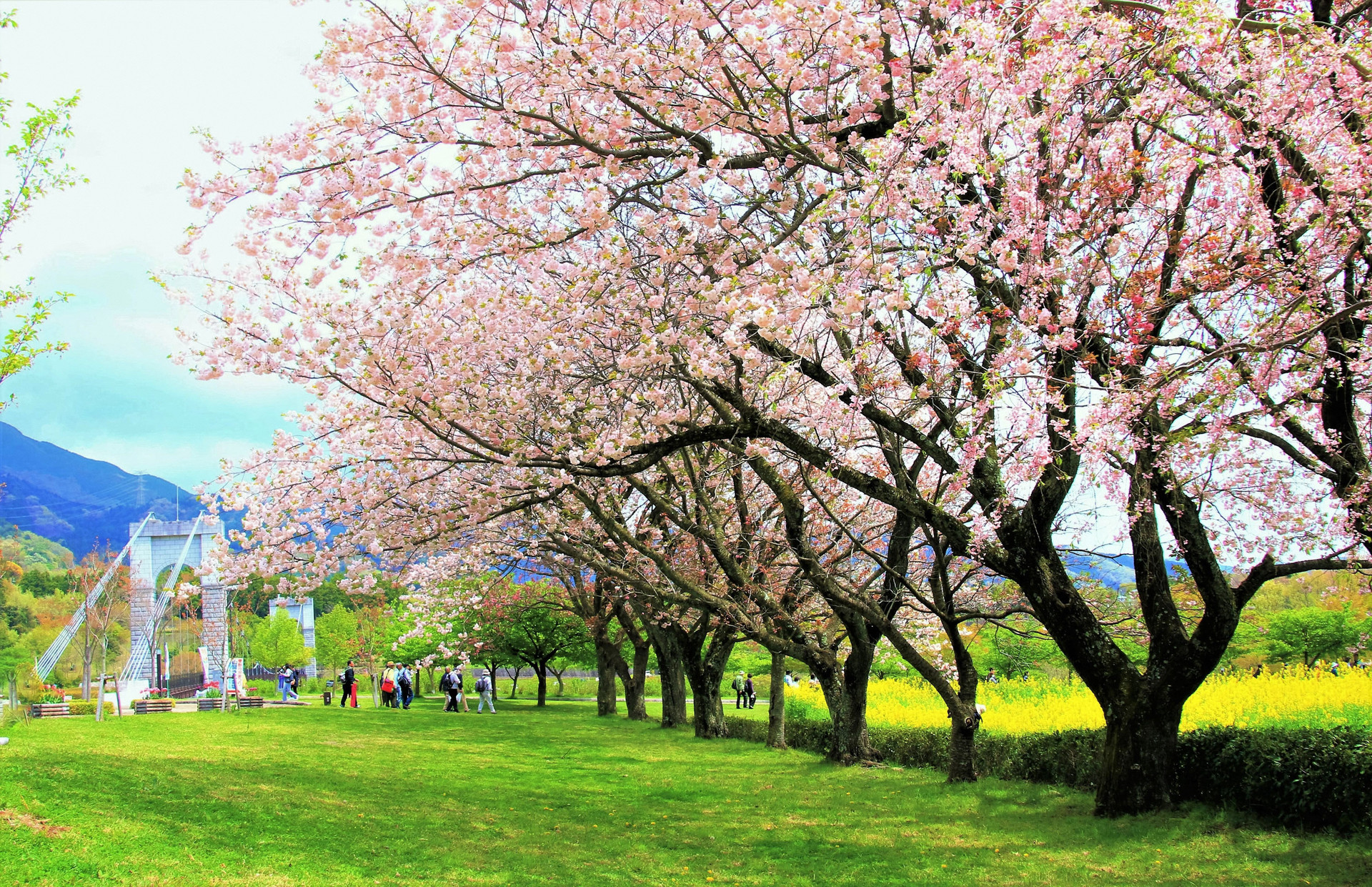 Experience Japan at its finest: The cherry blossom season in spring.