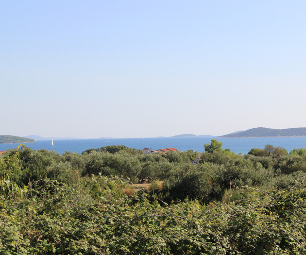 Sea view through olive trees