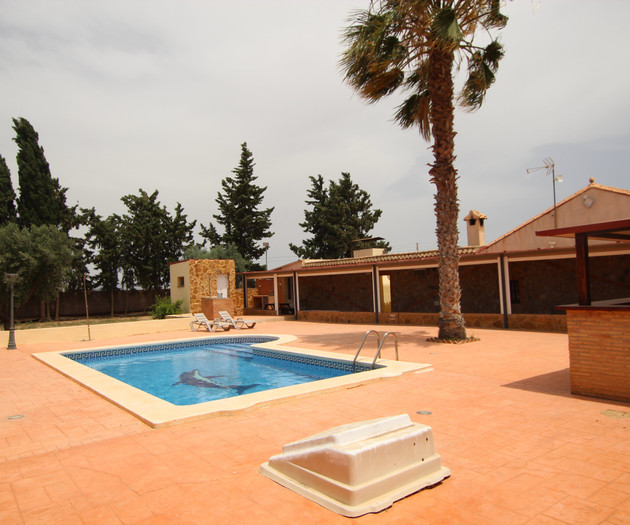 Pool with palm tree view