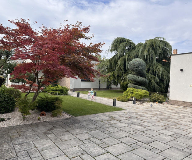 Garden view with maple tree