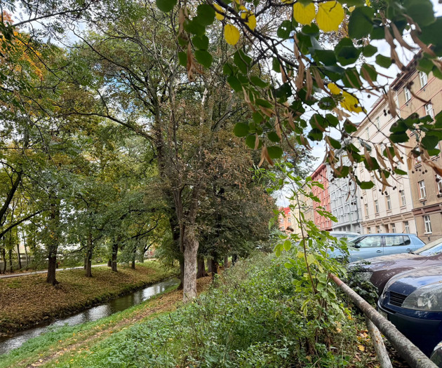 Tree-lined stream near building