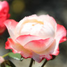 Birgit S.'s avatar