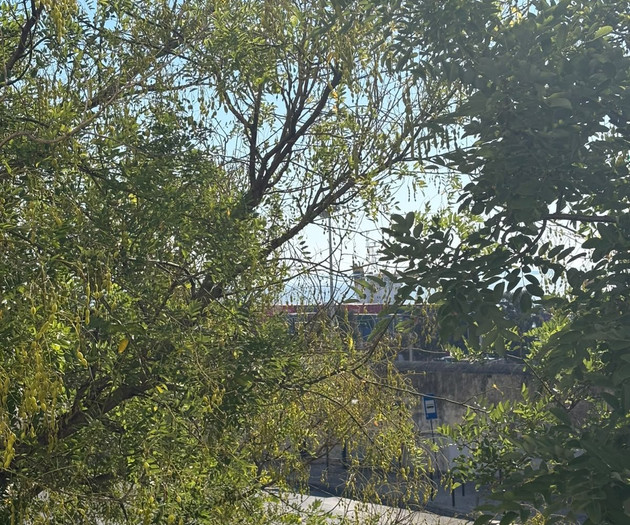 Tree-framed street view