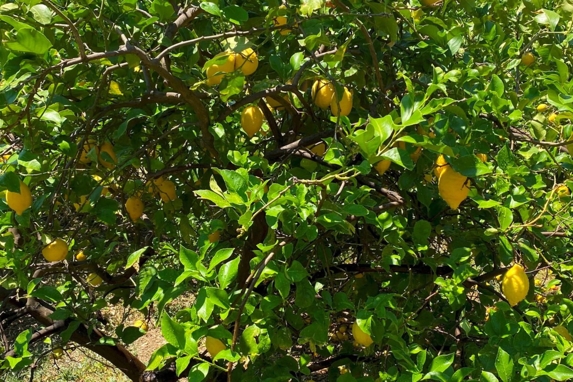 Garden Lemon tree 