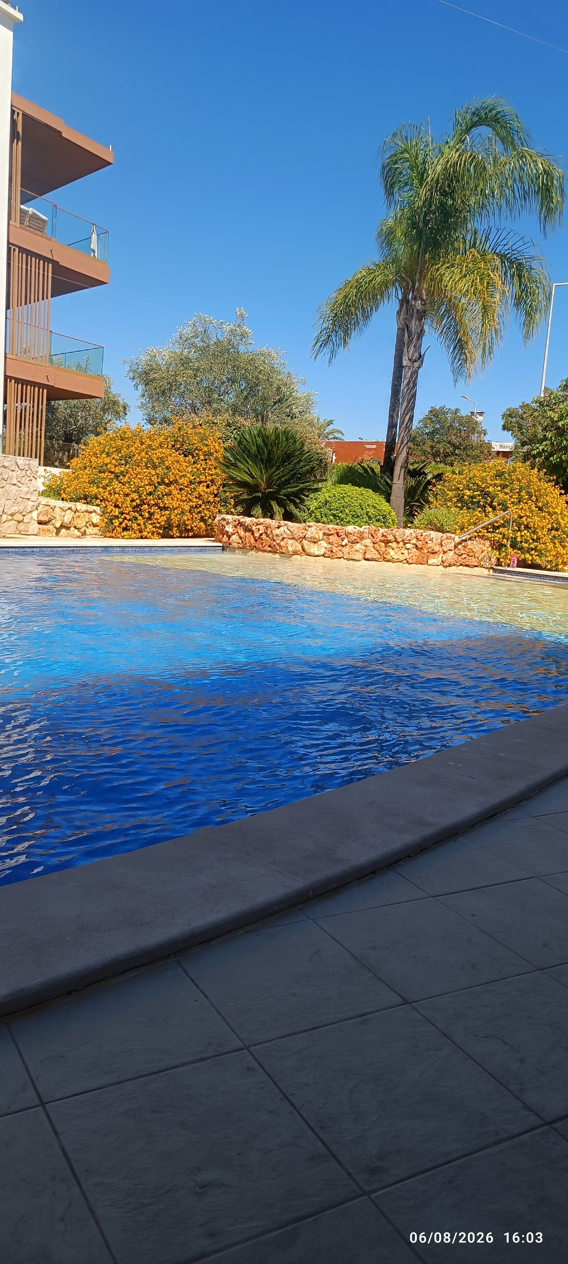 Outdoor pool with palm tree