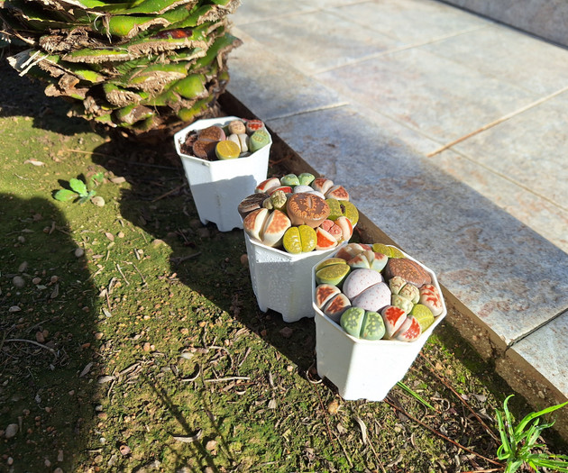 Succulent lithops in white pots