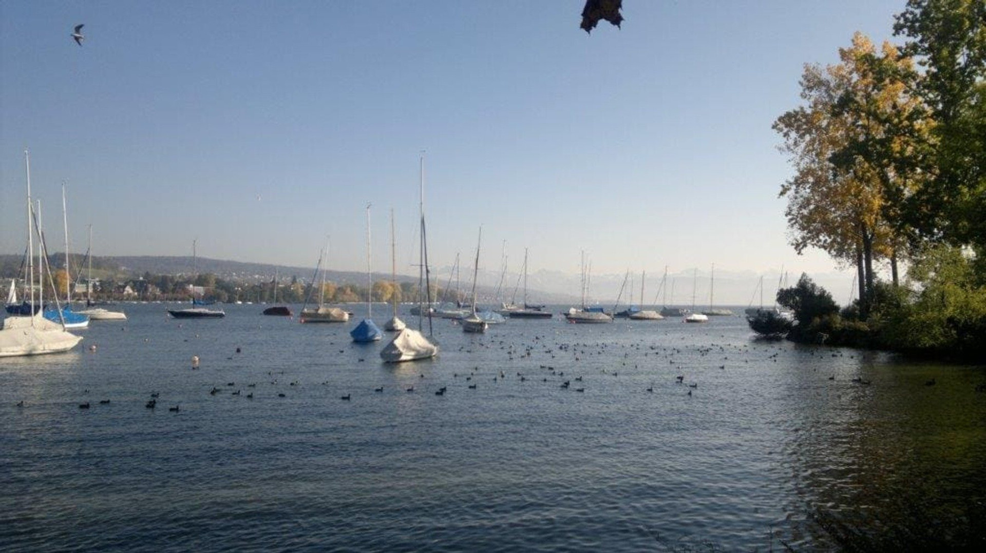 Direkter Zugang zum See. Genießen Sie morgendliche Spaziergänge oder Abendessen mit Blick auf den Hafen von Wollishofen, der sich direkt gegenüber befindet.