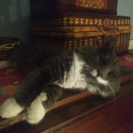 Landlords profile photo