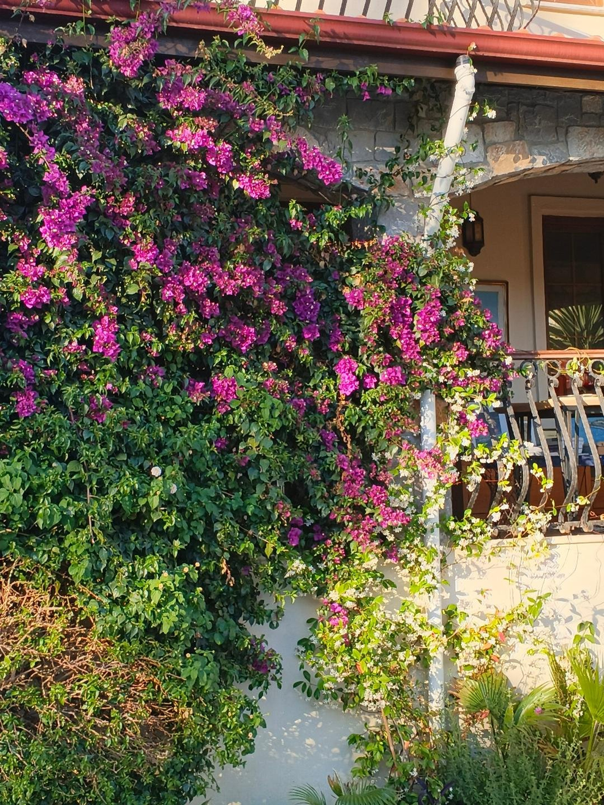 Bougainvillea covered house exterior