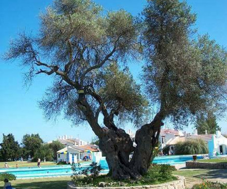 Pedras D'el Rei - Vista Jardim